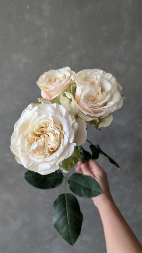 Passion in white Spray Rose - Image 3