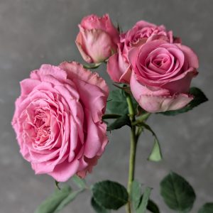 Passion in Pink Spray Rose