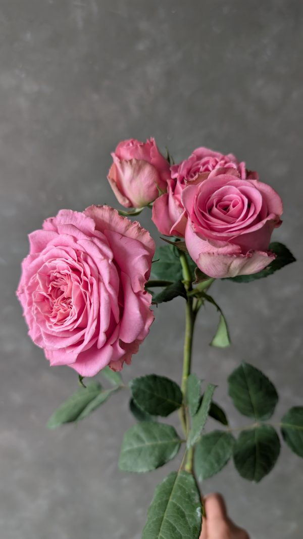 Passion in Pink Spray Rose