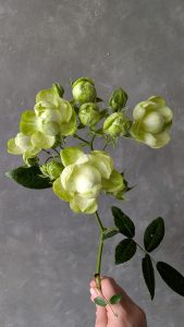 PXL 20250814 182445573 Rose