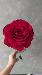 PXL 20250913 153132336 Rose