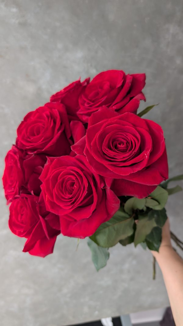 Redvolution - Image 2