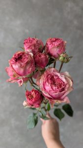 PXL 20250913 154227823 Rose