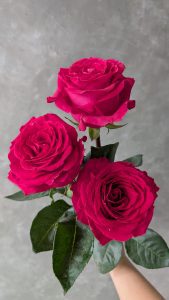 PXL 20250913 155043300 Rose