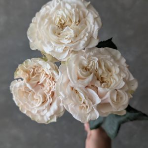 Passion in white Spray Rose