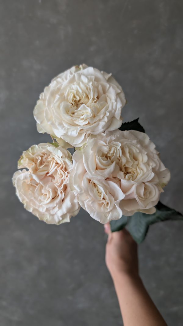 Passion in white Spray Rose