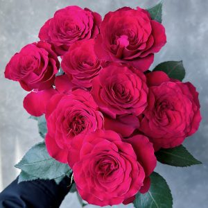 Bella Love Raspberry Spray Rose