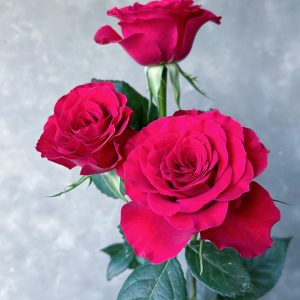 Bella Raspberry Spray Rose