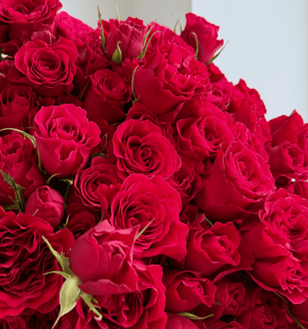 Rose Raspberry Embrace Bella Love Raspberry Spray Roses: Buy Bella Raspberry Online