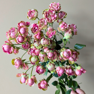 Princess Pinku Spray Rose