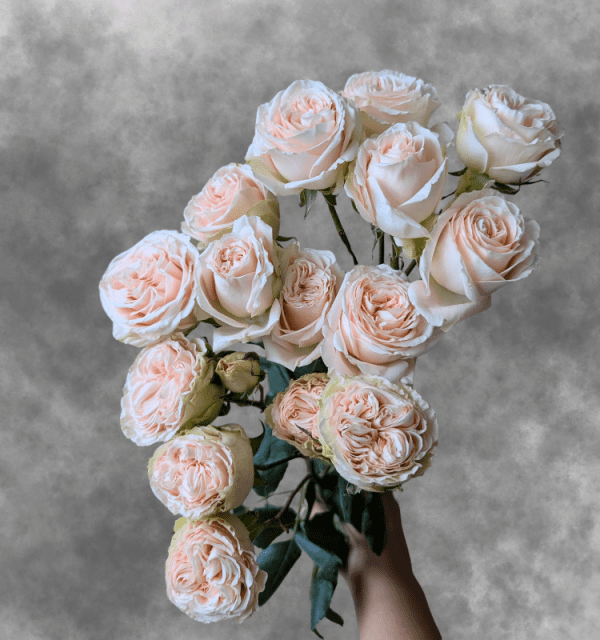 Summer Rose | Fresh Flowers Online & Wholesale Roses | Buy Roses From ...