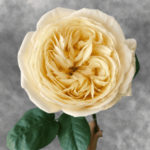Vanilla Catalina