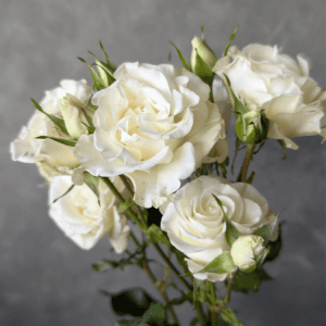 Ayna Blossoms