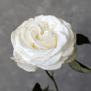 Dreamer Single