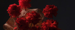 Why Ecuadorian Roses Are the Best in the World 4 DSCF1279 1 scaled 7uriybywqg065uue1bah4ehma0fgnbf5d6 Rose