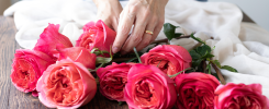 We Create Emotions, Not Just Roses 7 Diseno sin titulo 7 7uriybpd2ihwl7v6v0qtsa3y5t0tvr6dbe Rose