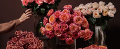 HOM 3419 scaled 7uriybywqg065uue1bah4ehma0fgnbf5d6 Rose