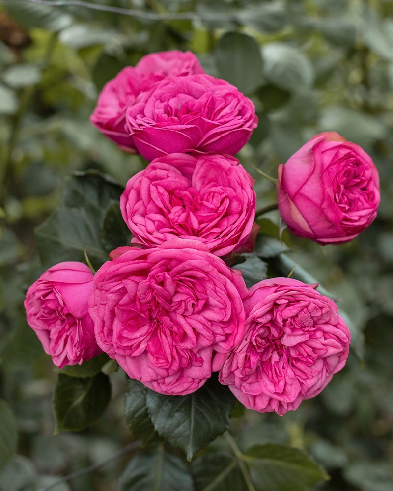 Event Flowers Wholesale - Bunch of Pink Piano garden pink roses with soft, vibrant petals.