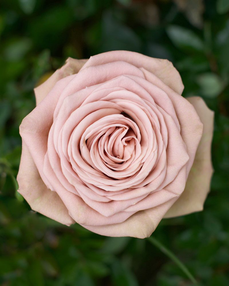 Roses for Sale - Mocca light pink rose with soft, delicate petals.