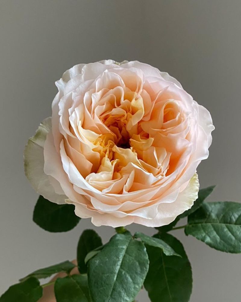 Wedding Roses - Cream Juliet soft cream rose with a hint of pink, exuding elegance.