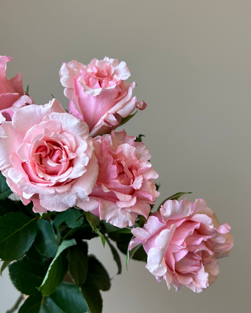 Direct Farm Roses - Bunch of Pink Margo pink roses with soft, elegant tones.