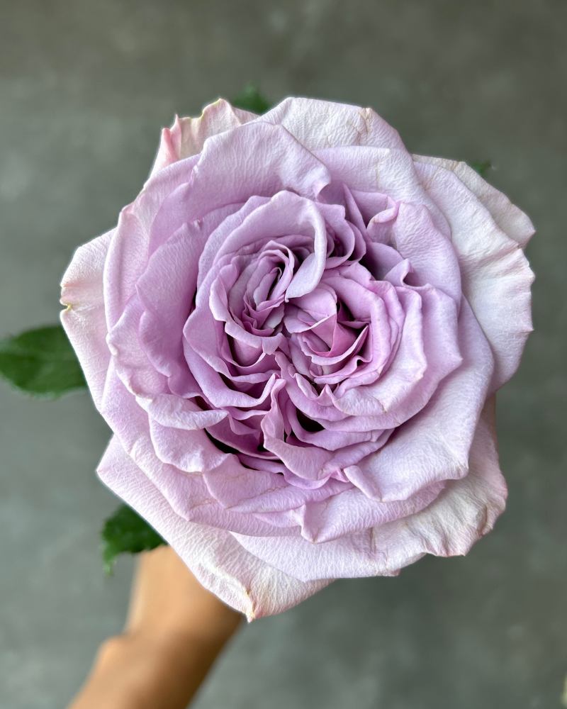 Wedding Roses - Arya lavender garden rose for elegant and timeless beauty.