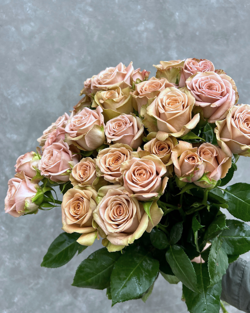 Bulk Roses - Magic Mocca mocca spray garden rose for unique, sophisticated designs.