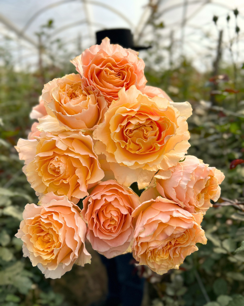 Event Flowers Wholesale - Bunch of Shakespeare peach garden roses for elegant designs.