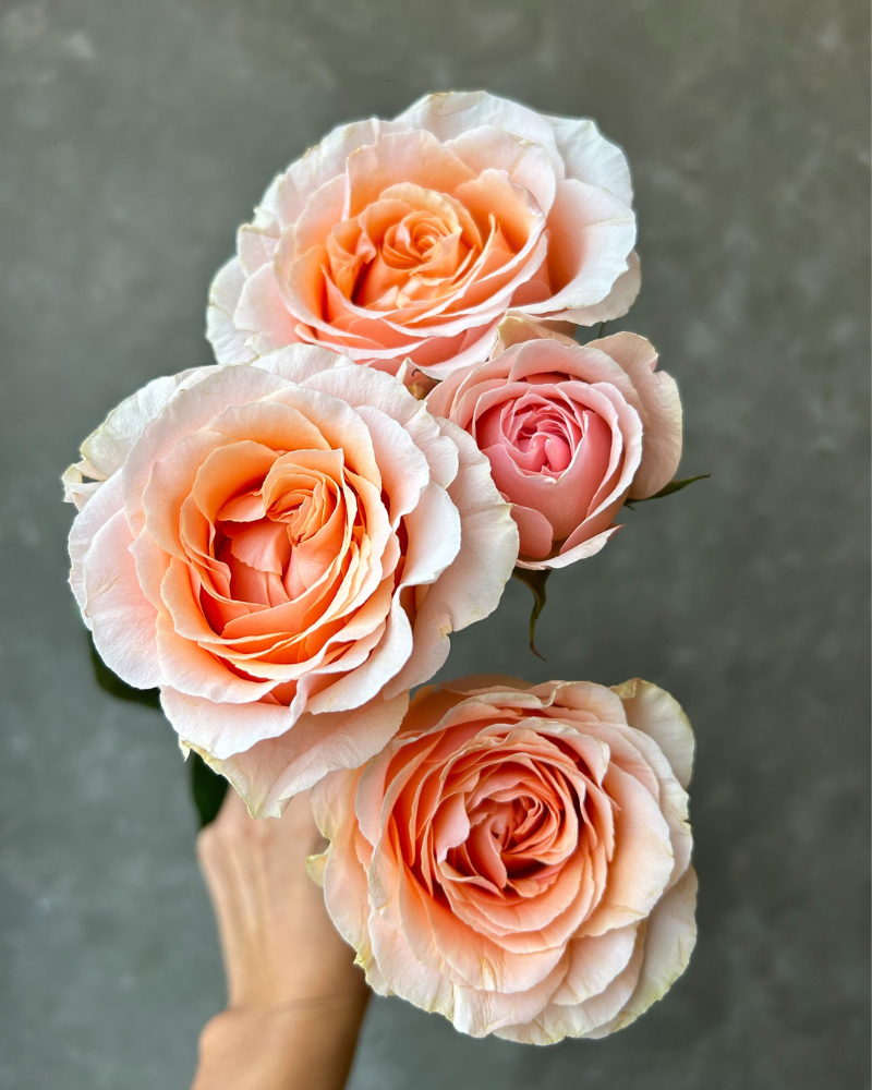 Fresh Cut Roses - Bunch of Al Amour peach spray garden roses for soft, romantic designs.