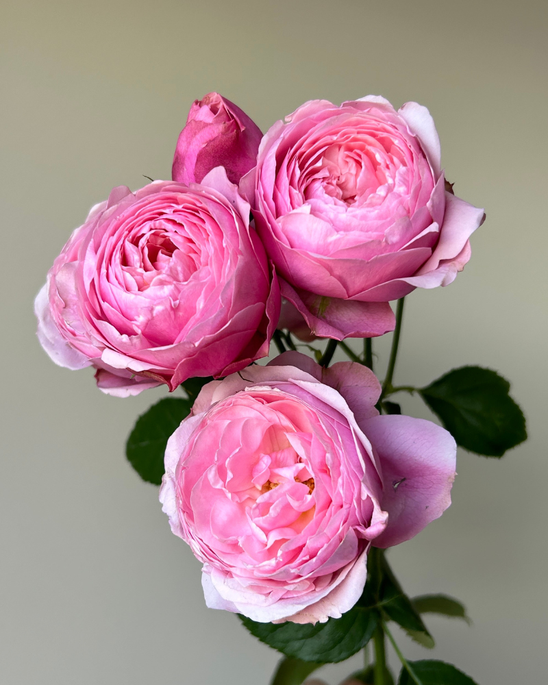 Bulk Roses - Silva Pink pink spray garden rose for vibrant and cheerful floral displays.