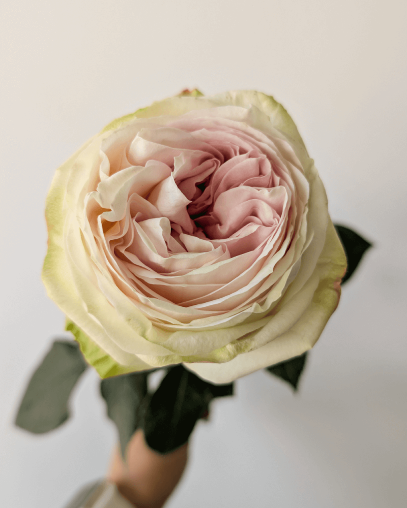 Creamy white Ballerina rose bud held by hand, single long-stem flower on display