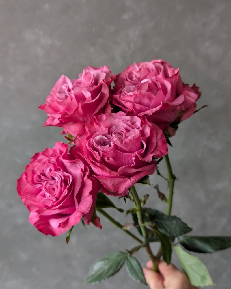 Blues Lagoon spray rose with multiple hot pink blooms on a single stem