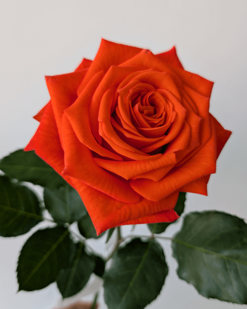 Single Citrine rosebud in pale orange, elegantly captured with soft natural lighting — perfect for Fresh Flowers Online