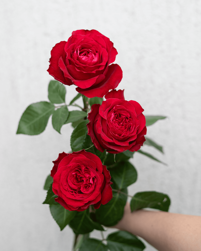 Gala rose
