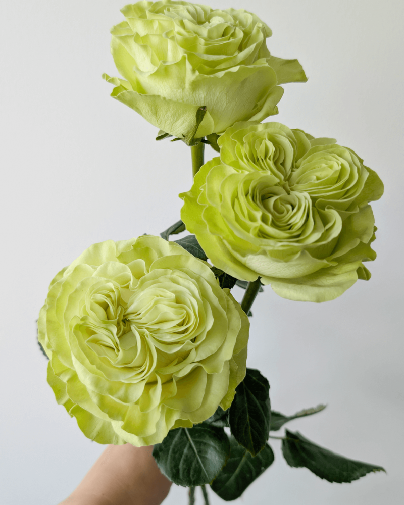 Three greeny-white Exotics rosebuds clustered together, showing fresh petals and short stems