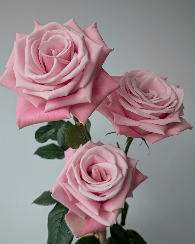 Three light pink Myla Rose buds grouped together, showcasing soft pastel petals