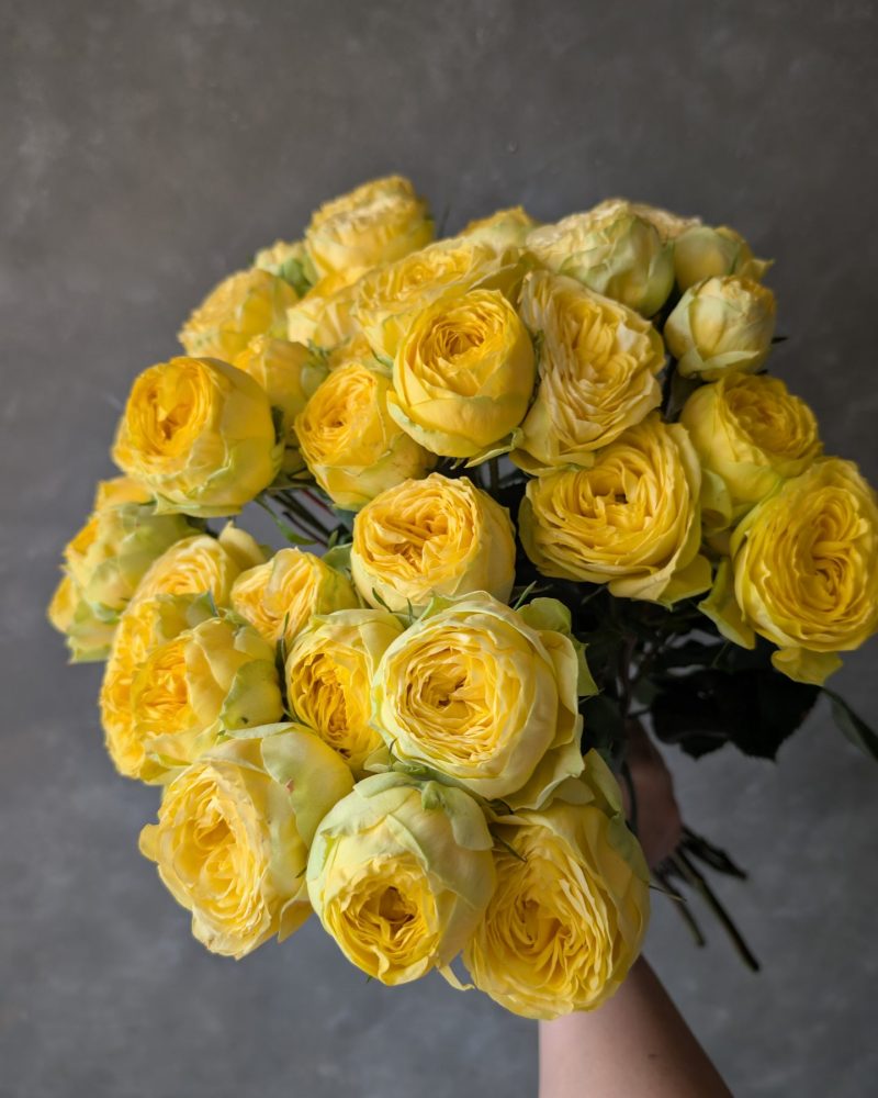 Sunny trendsetter Rose