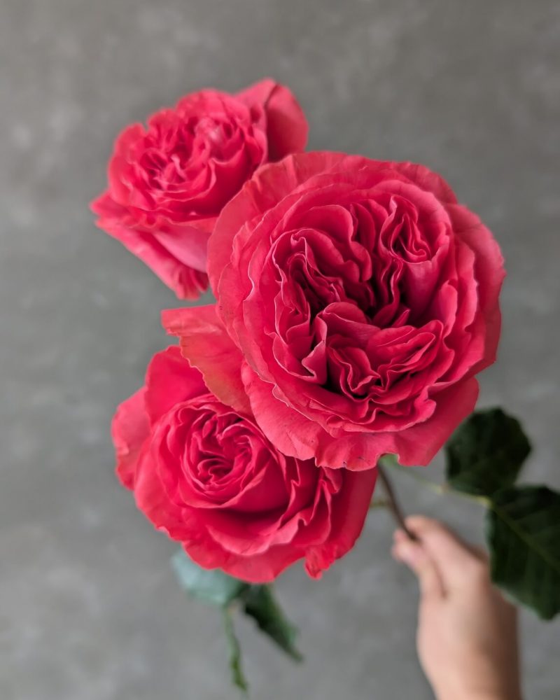 Ruby Elegance spray rose stem with multiple open red blooms and vibrant layered petals