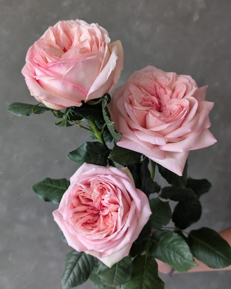 Three soft pink Valeria Rose stems displayed together with delicate, layered blooms