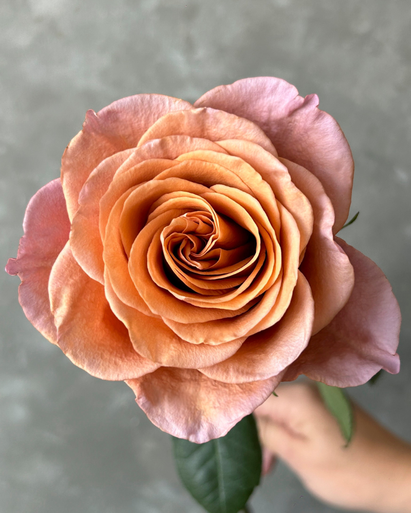 A close-up of a stunning Brownie Moon rose with russet-brown petals and a hint of blush, ideal for wholesale roses or bulk roses orders.