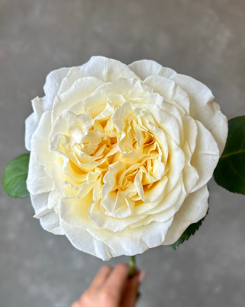 Wholesale Flowers - Passion in White for elegant and timeless floral designs.