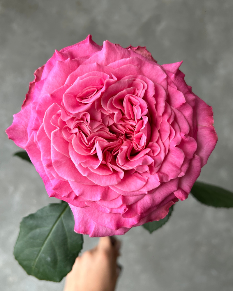 Bulk Roses - Passion in Pink hot pink garden rose for bold, striking floral displays.