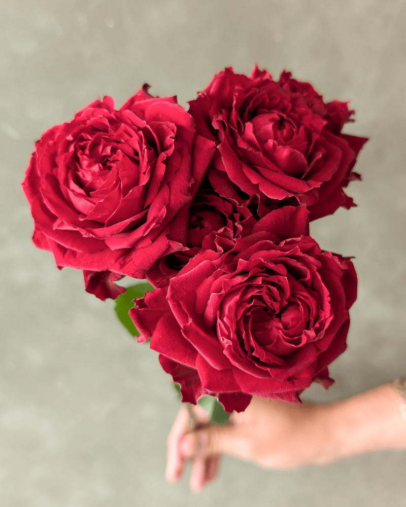 Red Romeo Spray Rose stem with multiple small vibrant red blooms and lush petals