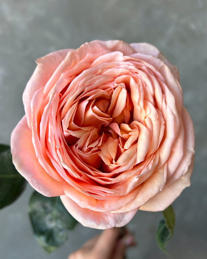 Roses for Sale - Sweet Catalina peach garden rose for elegant floral designs.